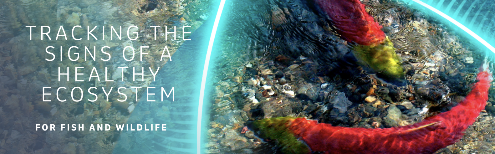 Tracking the signs of a healthy ecosystem for fish and wildlife